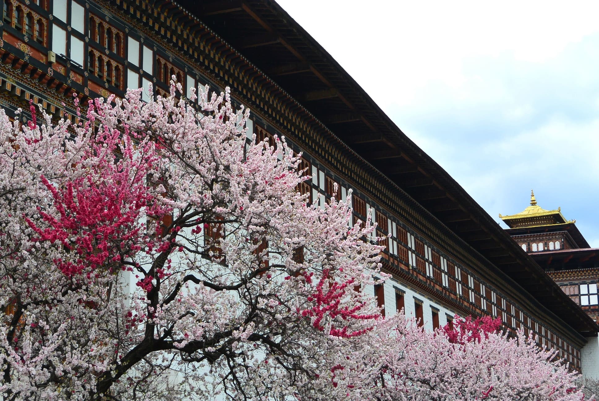 Spring rhododendron flowers in Bhutan